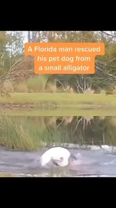 OMG HE SAVED THIS DOG! | Shrek the Dachshund's "Tails"