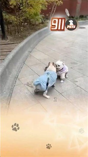 Cún con hạnh phúc khi gặp lại em gái sau nhiều ngày xa cách 😚
