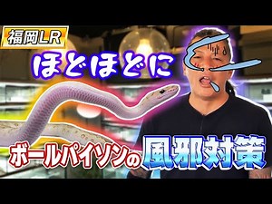 #62 Ball Python cold prevention 😷