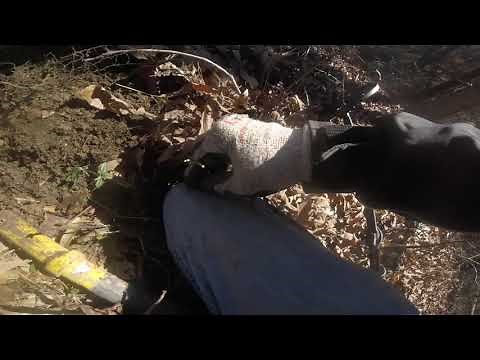 They were everywhere! Metal Detecting in Tennessee, 2021.