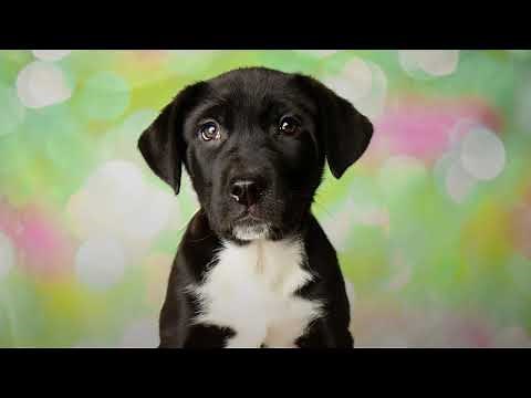 Mastiff Lab Mix: Meet The Mastador