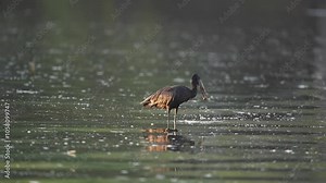 African openbill (Anastomus lamelligerus) stork widely distributed in Sub-Saharan Africa and western regions of Madagascar. they wade and eat snails, this is a quiet morning on the Zambezi river.