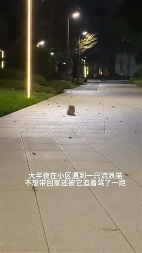 Unleashing the Power of a Tiny Nose! Meet the Miniature Dwarf Cat Napoleon