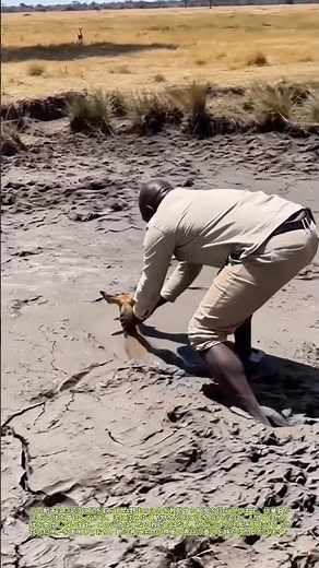 泥の中の命を救う：サバンナの静かな奇跡