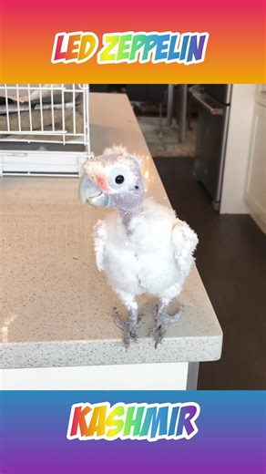 35K views · 1.8K reactions | My dancing cockatoo Coco gets into one of my favorite songs. You can see she moves to the best of the song. #ledzeppelin #rescueanimals #animal #birds #cute #dancingisfun #dancingbird #dancingparrot | Lucky Lou and Coco Too | Facebook