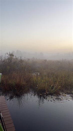 Your morning moment of zen: waking up on a platform in the Okefenokee National Wildlife Refuge 🐊 | Christiana.Roussel
