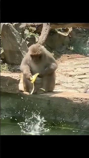 Video clip hài hước động vật hài hước P1