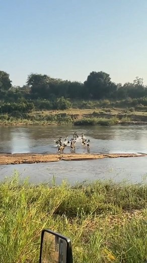 ⚠️Wild and Wary: Witnessing the Circle of Life in the African Wild 🐾. These fearless wild dogs are on a daring journey, navigating the treacherous waters where hippos and crocs lurk. Nature's drama unfolds before our eyes! 🌍🐕 #IntoTheWild #SurvivalOfTheFittest #NatureAdventures #tanzania_inside_and_safari | Tanzania Inside and Safari