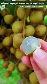 Longan Fruit Plant 🌱 Exotic Fruit Varieties at Green Land Nursery, Chennai!
