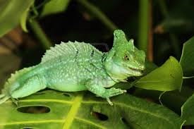 Green Basilisk Lizard Facts for Kids