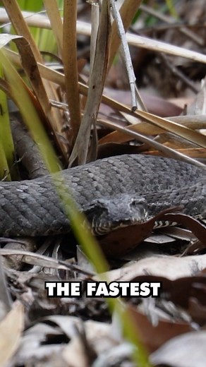 The Australian Death Adder has one of the fastest strike rates in the snake world. Considered to be one of the most venomous land snakes, living a camouflaged lifestyle, often not moving for weeks while laying in ambush for their prey. #australia #venomous #snake #deathadder #animalover ##education #conservation #reels #inspire #bemore #japanesetraditionaltattoo #jointheadventure #crittacam | Critta Cam