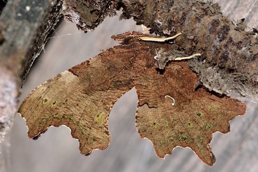 How Does a Butterfly Survive Winter?