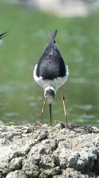 cavaliere d'italia #birds #prettyfunny #nature #wildlife