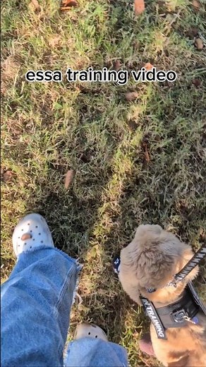 essa training video ⚠️ I'm am aware their not real dogs⚠️#essa#essatraining#essacommunity #dougas