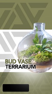 This terraium was made from a bud vase. With the right tools you can make almost any piece of glass into your next terrarium 🌱 #terrarium #terrariumdesign #terrariumlove #terrariumdreams #moss #howto #diy #fyp #terrariumsofinstagram #portland #cactus #succulents #beaverton #pdx #plantshop #local #smallbusiness #plantsplantsplants #plants #plantsmakepeoplehappy #plantsoffacebook | Johnathon Q Swanson