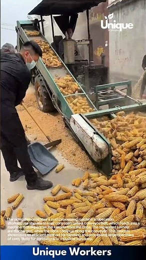 Corn Processing Machine in Action: Efficient Corn Cob Handling