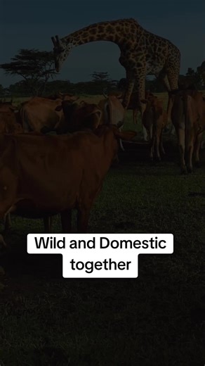 Mr cows 💗💗 (@usermrcows)’s videos with original sound - Mr cows 💗💗