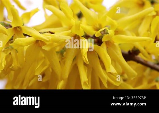 Forsythia flowers display a progression of blooming yellow petals and green leaves, creating a vivid spring scene with a soft, blurred background Stock Video Footage - Alamy