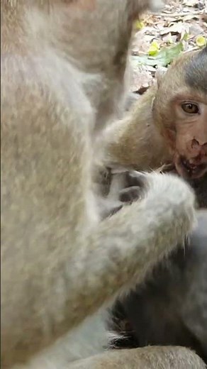 So pity injured monkey fall down from the tree.