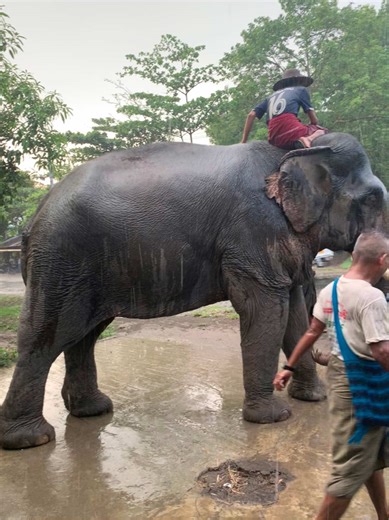 မိုးတေရွာတဲ့ကြားက လိုက်ဥိးညွှန့်ပေးသောအလှူပွဲကြီးသို့ရောက်လာတဲ့ ချစ်သောကြီး🐘#ကျန်းမာချမ်းသာကြပါစေ🙏🙏🙏 #view #fyp