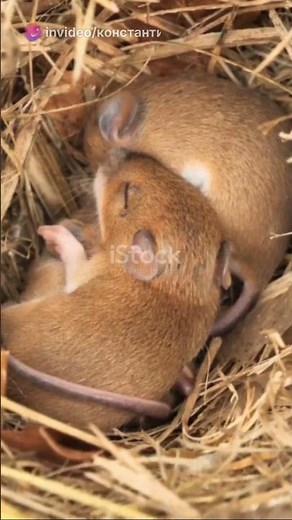 Five facts about field mice #facts