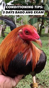 2.9M views · 47K reactions | Conditioning tips 3 days bago ang exam #melfekatuka #reelsvideoシ #noanimalswereharmedinthispost #StarsEverywhere #everyone Katuka Backyard | Melfe Katuka | Facebook