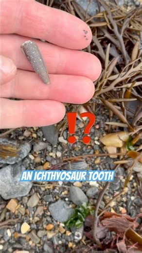 A fossil that looks “like” a tooth⁉️#beachfinds#fossil#ichthyosaurus
