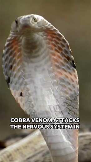 Cobras Can Kill Without Biting 😱🐍 #naturefacts #wildlife #animalintelligence #beastlab #facts