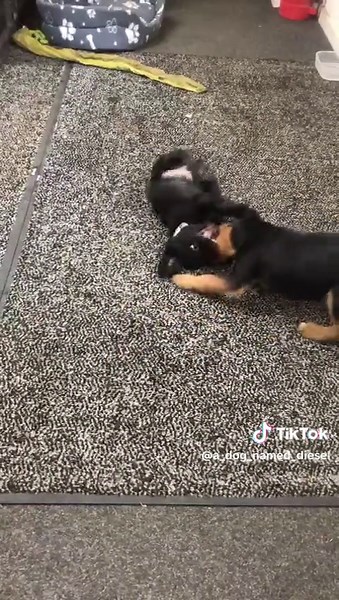 #dogsoftiktok #puppy #crossbreed