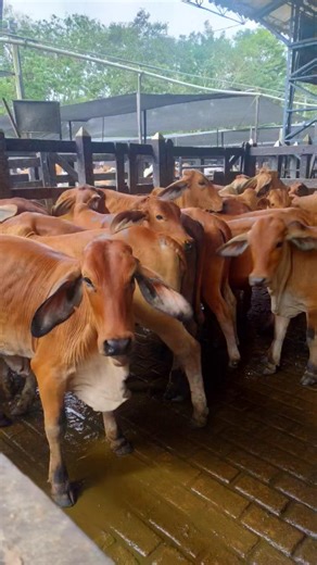 Hermoso Lote de Ganado Rojo. #viral #ganaderia #mundo