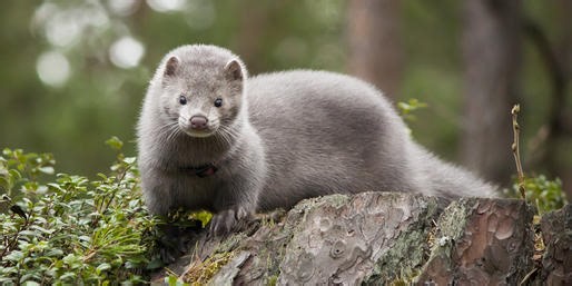 What Are These Fur-Bearing Animals?