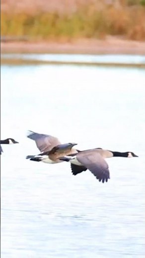 Goose flying in a V formation #GooseFormation #VFlockFlight #NatureInMotion