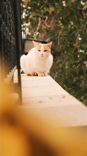 “Adorable Cat in 4K 🐱 | Pure Cuteness Overload”