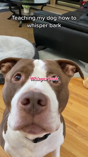 Diesel & Milo on TikTok