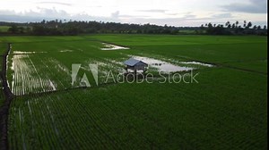 Lush green rice fields seen from an aerial perspective. The fields are neatly divided by narrow dirt paths, forming a grid-like pattern. In the center of this agricultural landscape stands a small