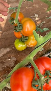 Amazing Tomato Farming Tips #tips #technique #tricks #tomato | JUMOH Han
