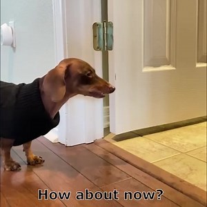 14K views · 509 reactions | When we say our Pee Pads can hold a lot of pee, we mean A LOT of pee! Don't believe us? Just watch @moonpie.starbox ! 朗 Our Black Friday sale is live and it is the best time to stock up on your pets essentials! Get an extra 30% off site wide! ➡️ https://www.alphapaw.com/products/magic-dog-pee-pads | Sausage Dog Central | Facebook