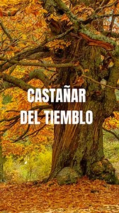 📍Explore the autumn magic near Madrid! 🍁 Take leisurely strolls through golden-leaved forests and admire the warm colors of the season. Are you ready to experience autumn in all its glory? 🌰🍷🍂 📍¡Descubre la magia otoñal cerca de Madrid! 🍁 Pasea por bosques con hojas doradas y admira los colores cálidos de la estación. ¿Listo para vivir el otoño en su esplendor? 🌰🍷🍂 #AutumnInMadrid #FallColors #CozyMoments | Freetour.com