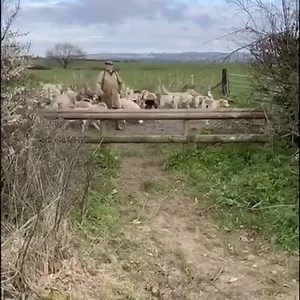 114K views · 2.2K reactions | An excellent video of various packs taking part in the loo roll challenge!  The challenge, which is being taken up by people across the country, sees people 'passing' toilet roll between each other in a creative way to mark social distancing 炙 | Countryside Alliance | Facebook