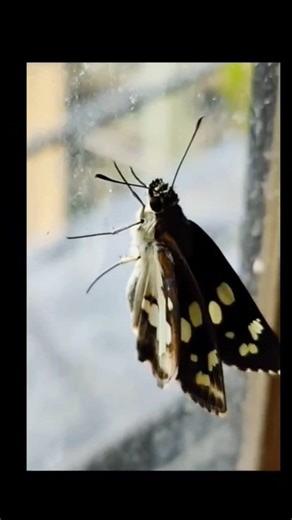 Moth or a butterfly.❓ Has anyone ever seen these in their garden..? They look like moths..! Hesperiidae butterflies, or skippers, resemble moths due to shared ancestral traits and adaptations for their specific flight and lifestyle, including stout, hairy bodies, and darting flight patterns. They have characteristics common to both butterflies like-👇 🦋clubbed antennae 🦋being active during the day And moths like 👇 🐛stout bodies 🐛fast flight These qualities represent a unique group that help