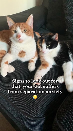 Recognizing Signs of Cat Separation Anxiety