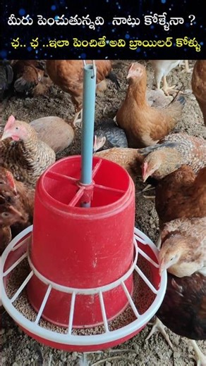 నాటు కోళ్ల మాంసానికి రుచి ఎలా వస్తుంది!! #DrMadina