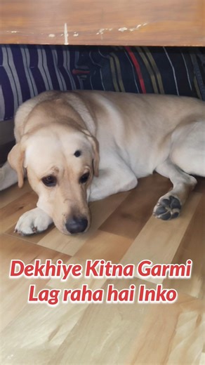 Dekhiye Kitna Garmi lag raha hai Inko🤣#thebrunovlogs102 #viral #trending #funny #cute #labrador #dog