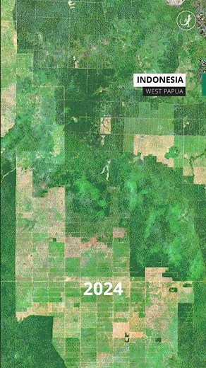 Indonesia’s palm oil deforestation resurges after a decade of decline