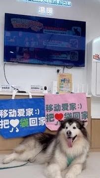 First time using Mobile Watch Home for pet-friendly service #Mobile Love Home #AI home