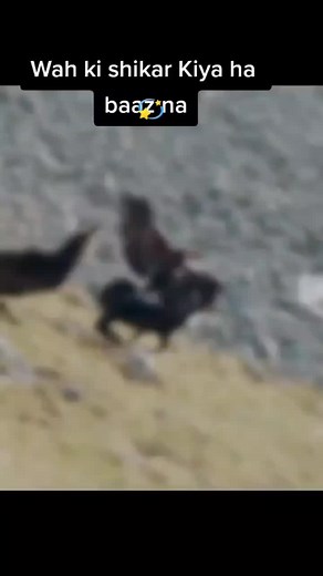 ahlla rakha on TikTok