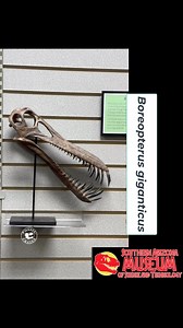 Arizona’s Newest Museum The Southern Arizona Museum of Science and Technology is located in a rather unique venue, the Sierra Vista Mall. Ample parking and easy to find (just outside of Dillard’s), the museum offers up a nice gift shop with 30 minute to 1 hour tours of local gems, minerals, and fossils, as well as a wall of fossils with casts and some original material from all over the world available for a donation. Southern Arizona has some of the most incredible minerals found anywhere in th