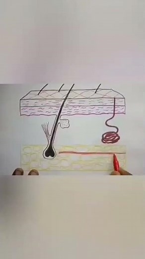 How to draw and label the parts of Skin | How to draw Skin Diagram easily