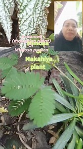 Mimosa pudica is a creeping annual or perennial flowering plant of the pea/legume family Fabaceae. It is often grown for its curiosity value: the sensitive compound leaves fold inward and droop when touched or shaken and re-open a few minutes later. It is well known for its rapid plant movement. (Wikipedia) #everyone #follower #highlightseveryone #followerseveryone #ThankYouLord #GodBless | Verna Sendin Guilas