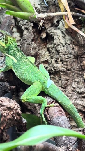 Estos Anolis equestris equestris llegaron a Kanaky desde importación, y toca adaptarlos bien.